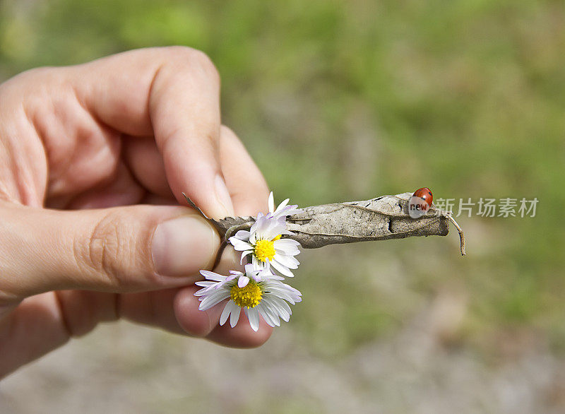 瓢虫(双球菌)和雏菊(白菊花)