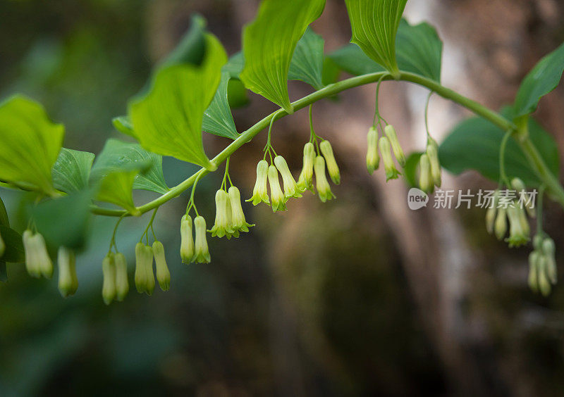 开花的所罗门海豹(何首乌)