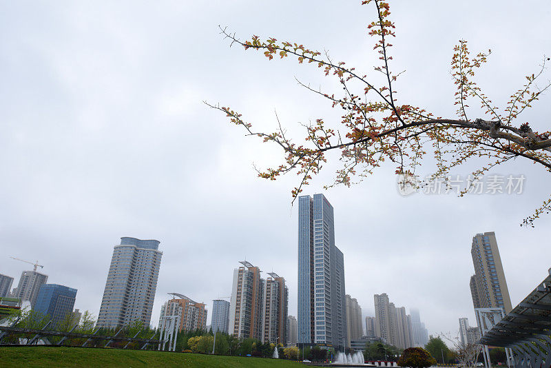 中国山东省日照市，花儿在春雨中绽放