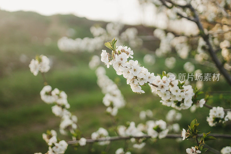 近距离的树上绽放着花朵