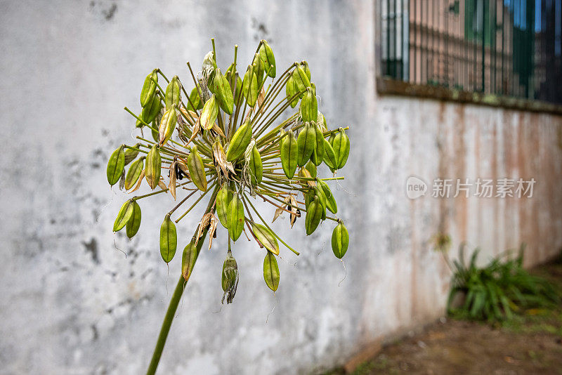 鲜籽花