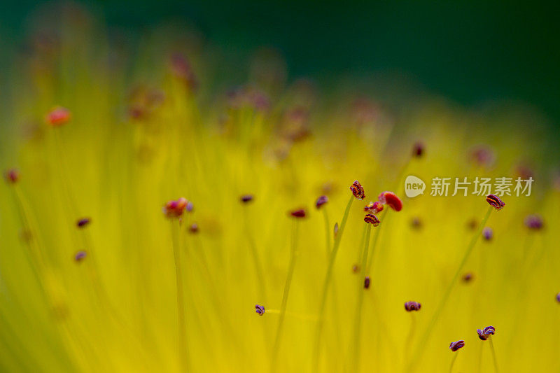 黄花的柱头和雄蕊