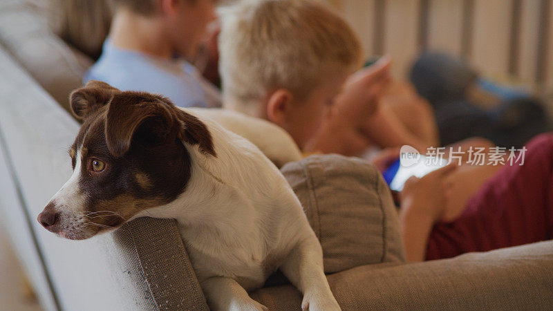 在家里和可爱的狗放松。男孩在后台玩智能手机游戏