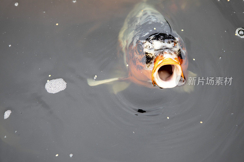 锦鲤张开嘴站在池塘的水面上