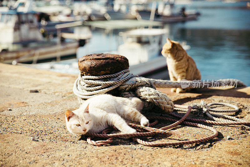 住在渔港的猫