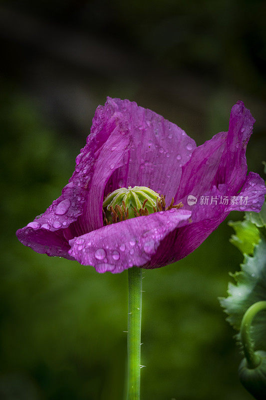 粉红罂粟花(罂粟科)-接近雨滴