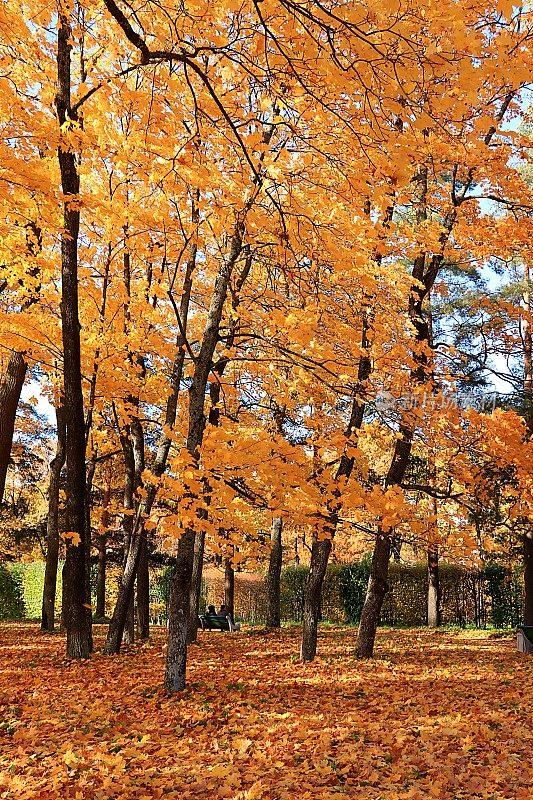 秋天的公园在十月的一个阳光明媚的日子，小路上有红红的枫叶和橡树，背景。公园里美丽明亮的自然景观，四季分明，金秋季节，