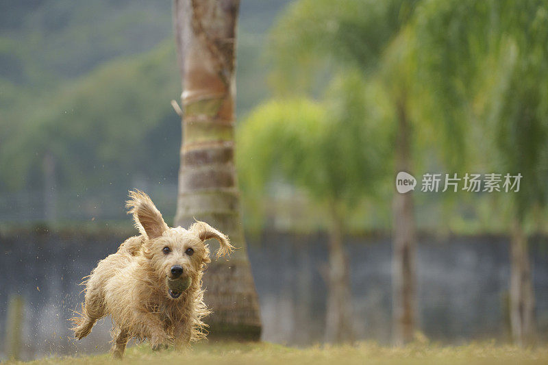 一只快乐的棕色狗在公园里玩耍。