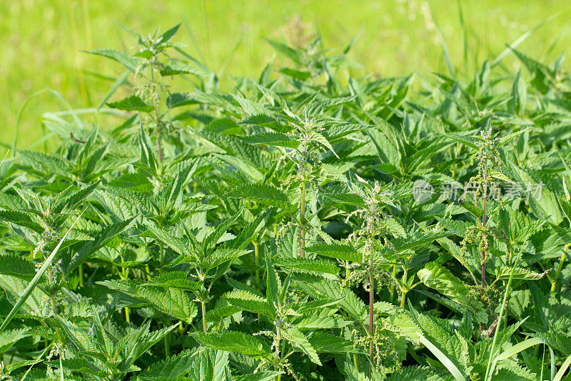 草地上新鲜的荨麻