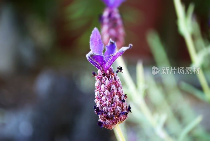 香草花园里的薰衣草花