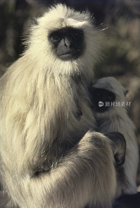 Animal-Langur猴子