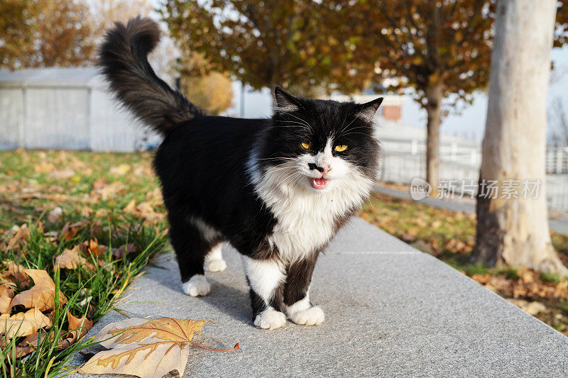 公园里的流浪猫