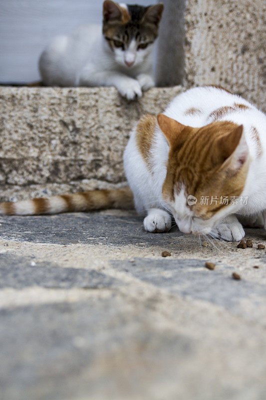 猫吃食物