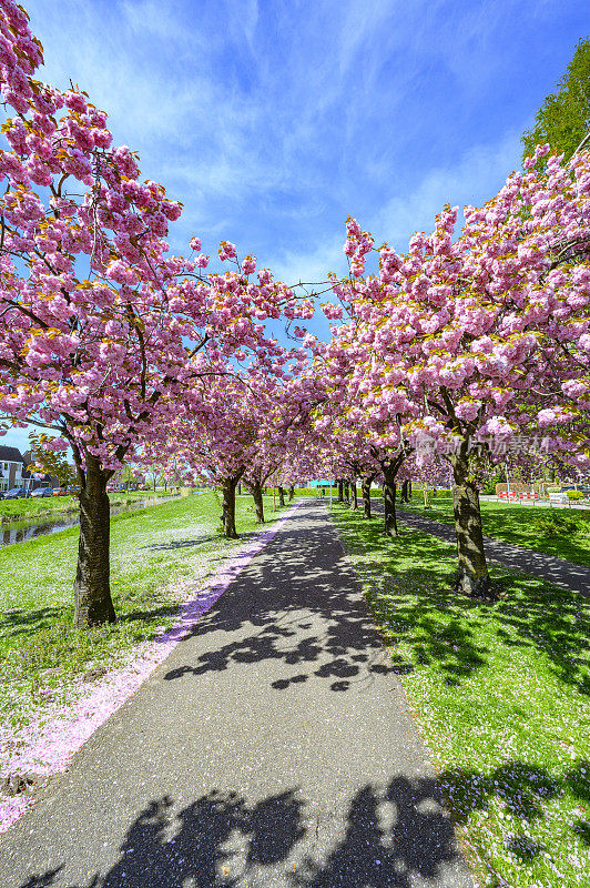 春天，樱花盛开在樱树上