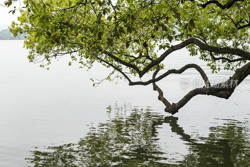 中国杭州西湖旁的一棵大树