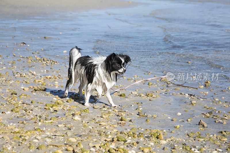 沙滩上的蝶耳犬