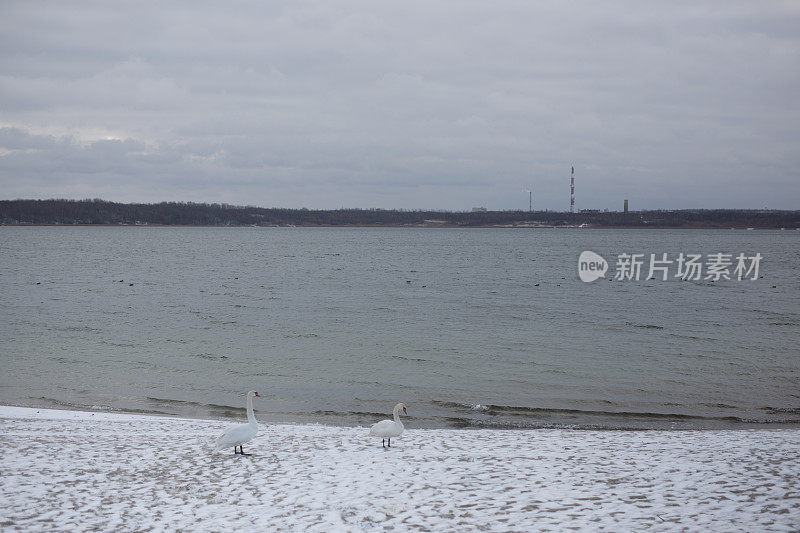 湖上的天鹅，冬天，雪花