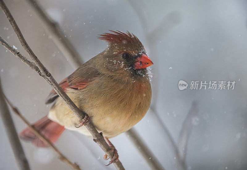 红衣主教在暴风雪