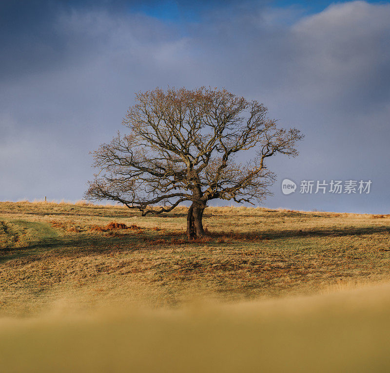 公园里的树，英格兰，英国