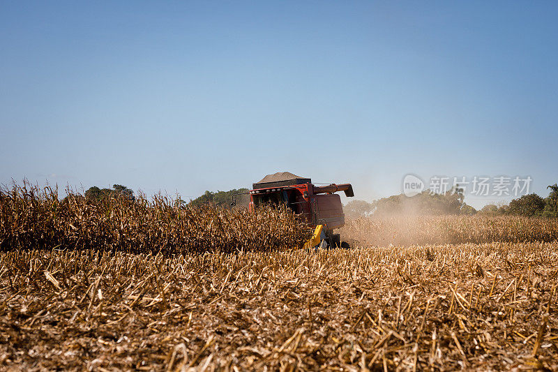 在田里收割玉米