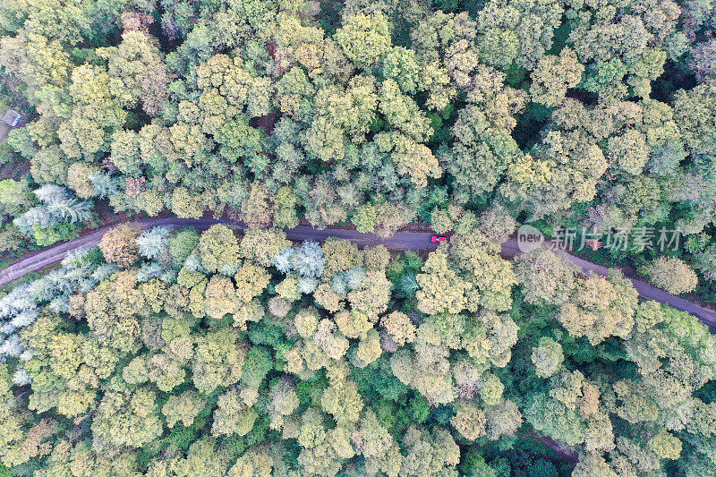 蜿蜒的道路。田园诗般的蜿蜒森林之路