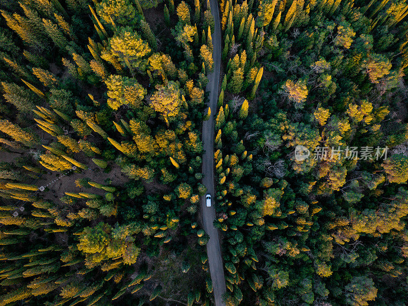 鸟瞰图，一辆汽车行驶在道路上的森林中间