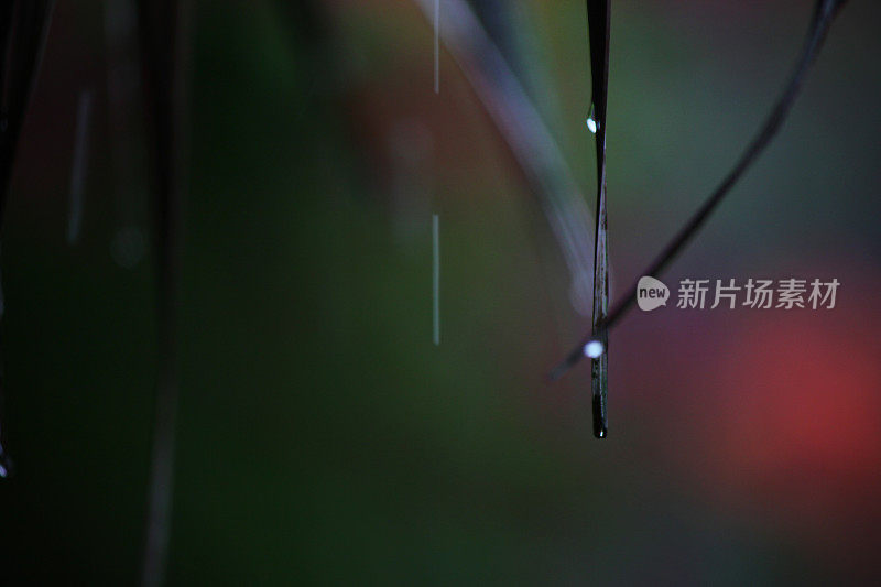 雨滴落在漆黑的树叶上