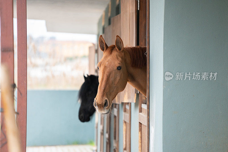 马厩里的马，望着外面的田野。准备竞争。