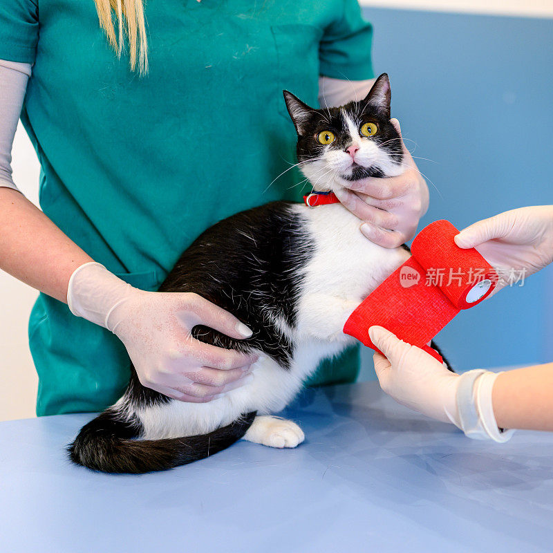 兽医正在兽医诊所给猫的爪子包扎