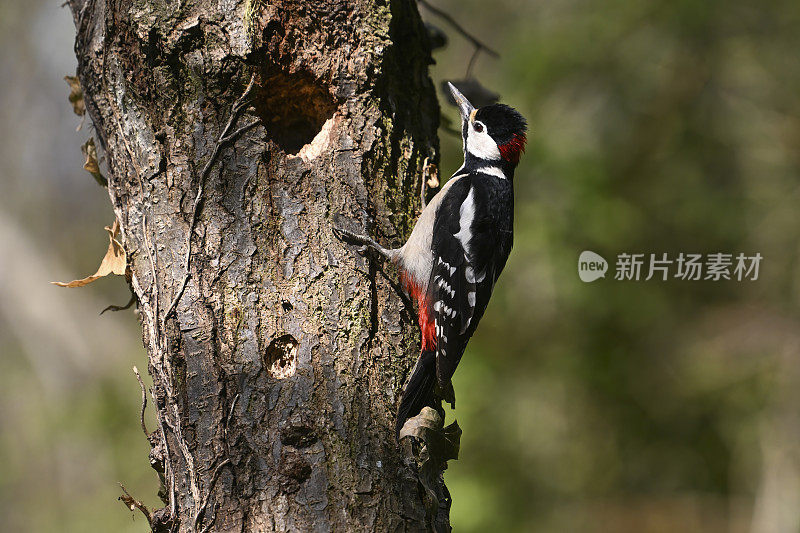 大斑点啄木鸟