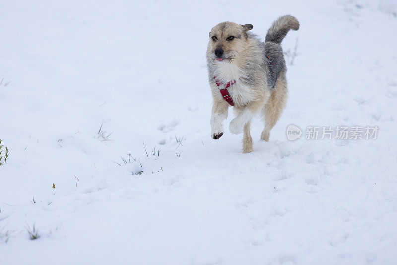 杂交狗在雪地里快乐地散步