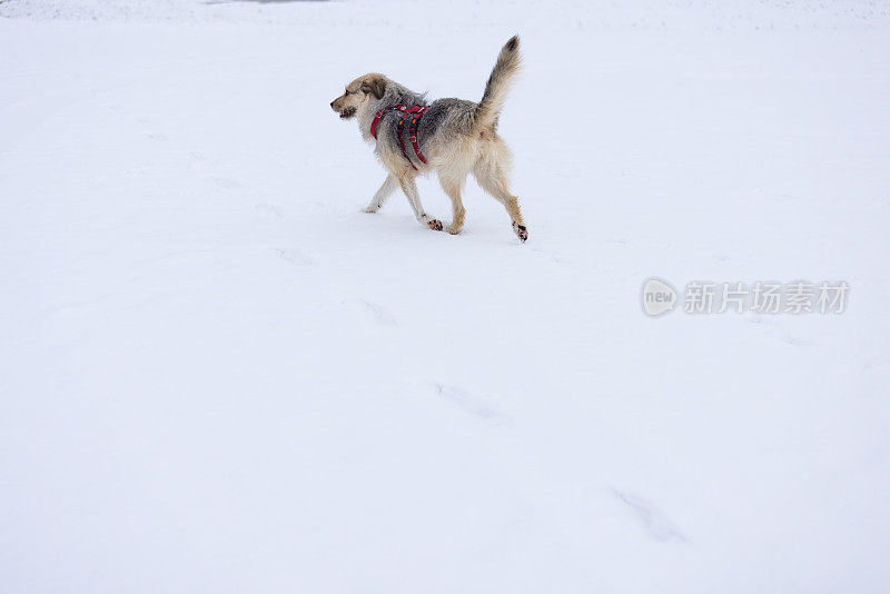 狗在雪地里走了