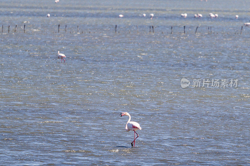 粉红色的火烈鸟在水中-波河河口-科马乔-意大利