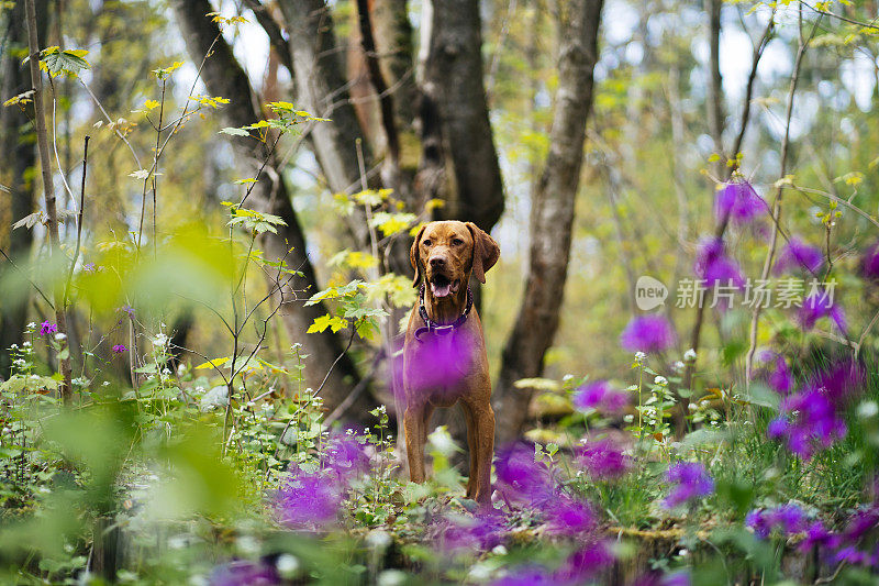 快乐的维兹拉犬在森林里的紫罗兰花之间摆姿势