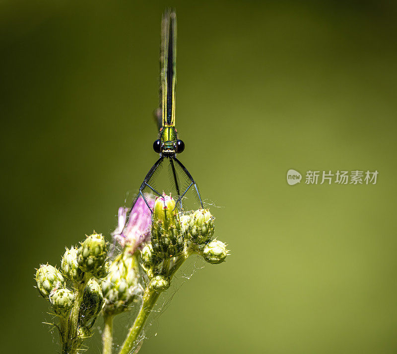 近距离宏观细节的蜻蜓在剖面上的分支