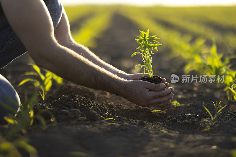 人锄着土，手栽着绿苗