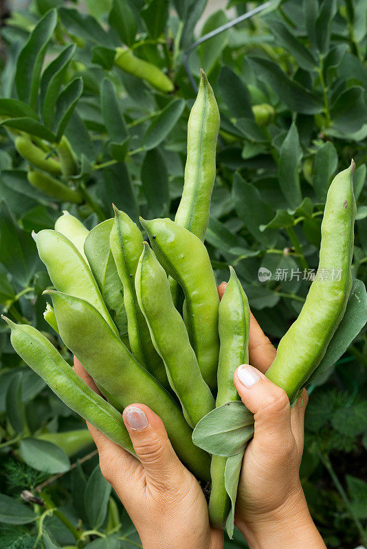 在加拿大收获蚕豆:女性的手握着地里收获的蚕豆荚