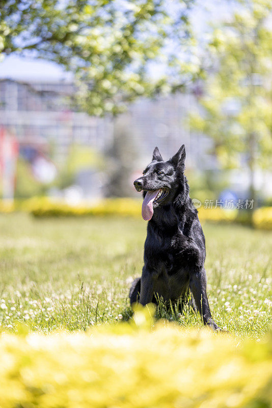 黑色德国牧羊犬坐在草地上