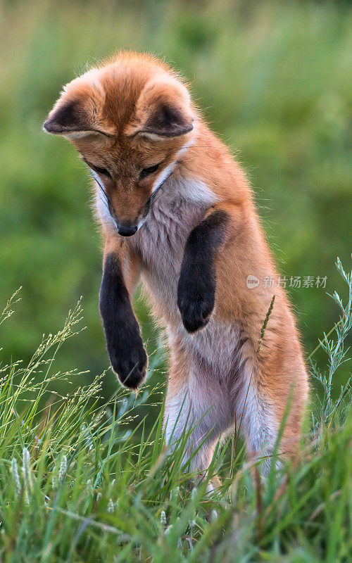 狐狸在打猎时跳起来