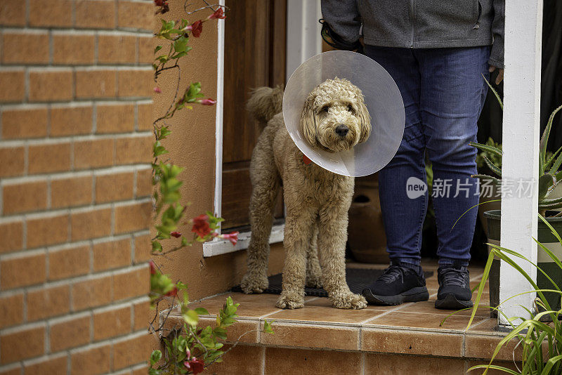 戴着Cone的金毛狗