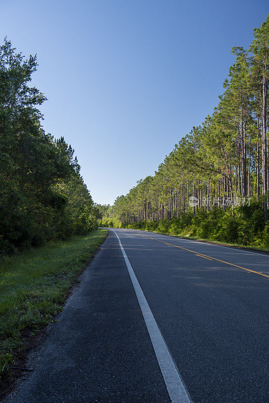 低角度的清晨的直铺道路在森林与曲线的距离和阴影的前景