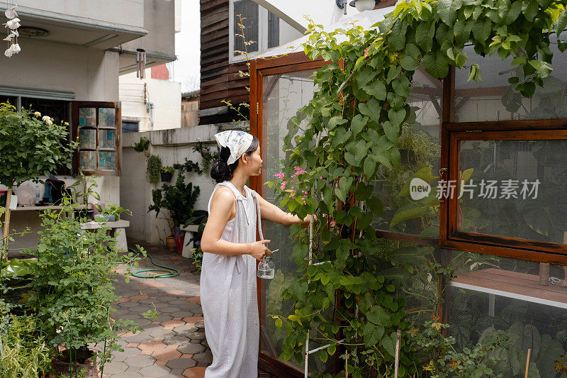 温室内给观赏植物浇水的园丁。