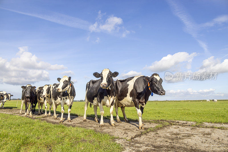 走在田野里的奶牛，排成一排一群，在一条快乐而欢快的小路上迎面而来，一片蔚蓝的天空，尽收眼底