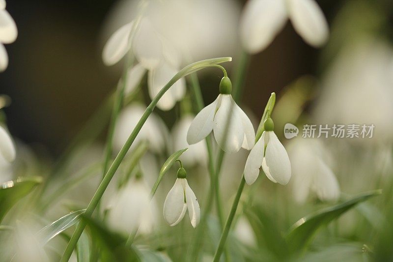 一群雪莲花