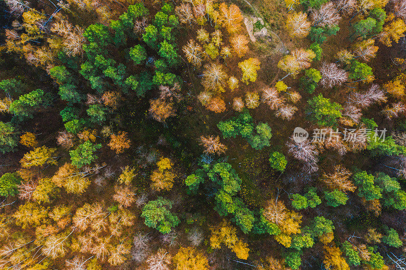 秋季森林无人机摄影。保护大自然。阳光明媚的一天。地球上空飞行。大气环境背景。绿色和黄色的树。十月松树和桦树。混交林