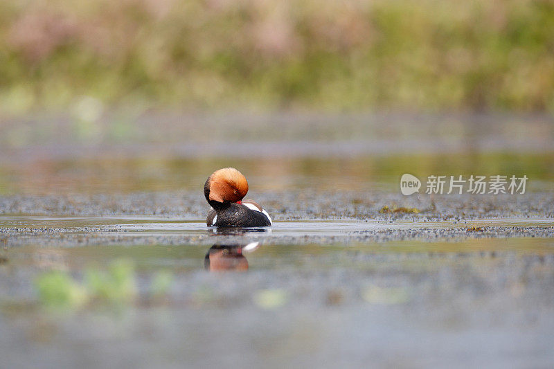 水鸟:成年雄性红冠潜鸭(红冠潜鸭)。