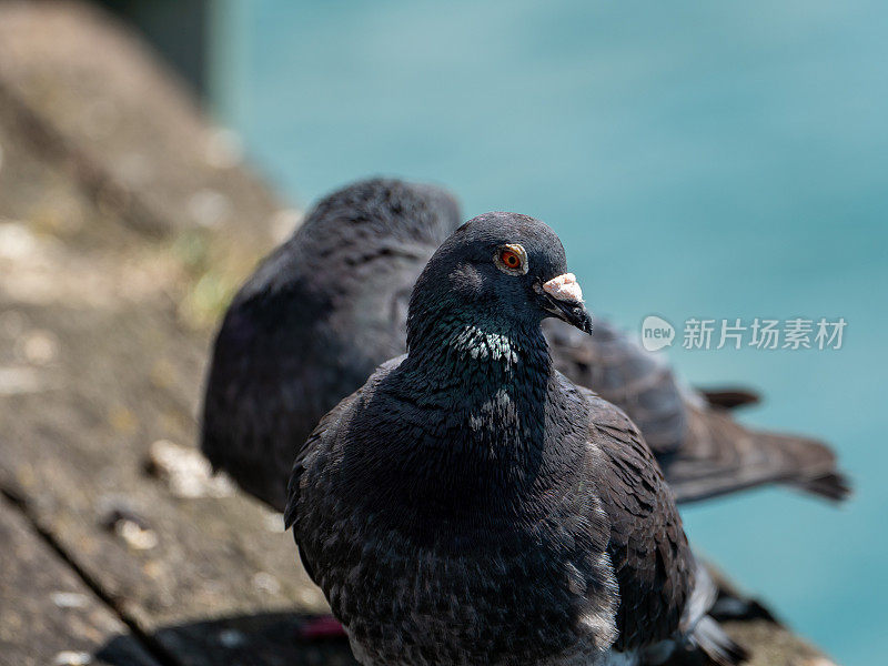 两只鸽子在做爱