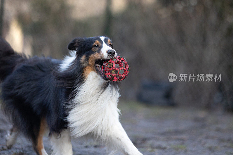 雪莉牧羊犬在玩球