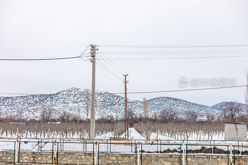 雪天里光秃秃的树。