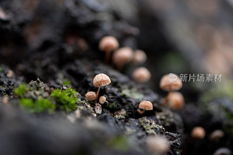 树上的小蘑菇